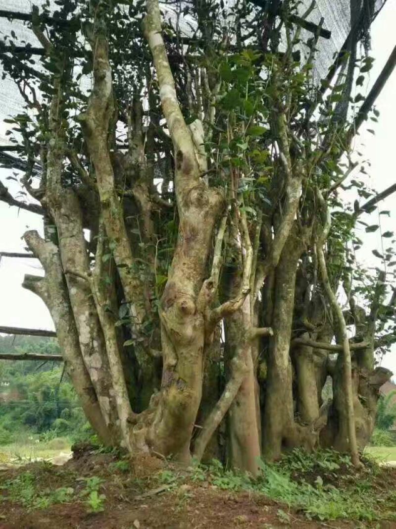 普洱茶特级