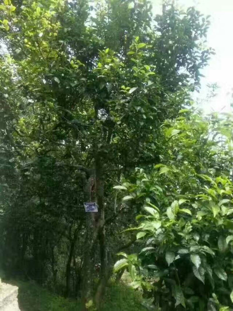 普洱茶特级