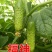 黄瓜种子