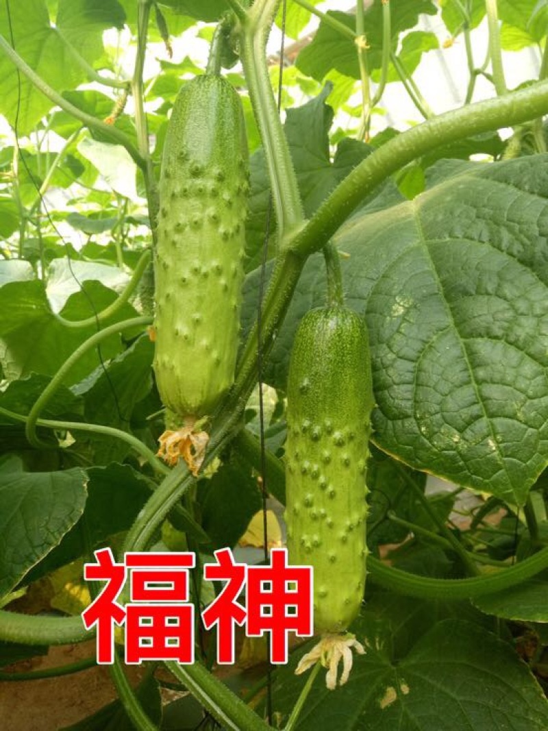 黄瓜种子