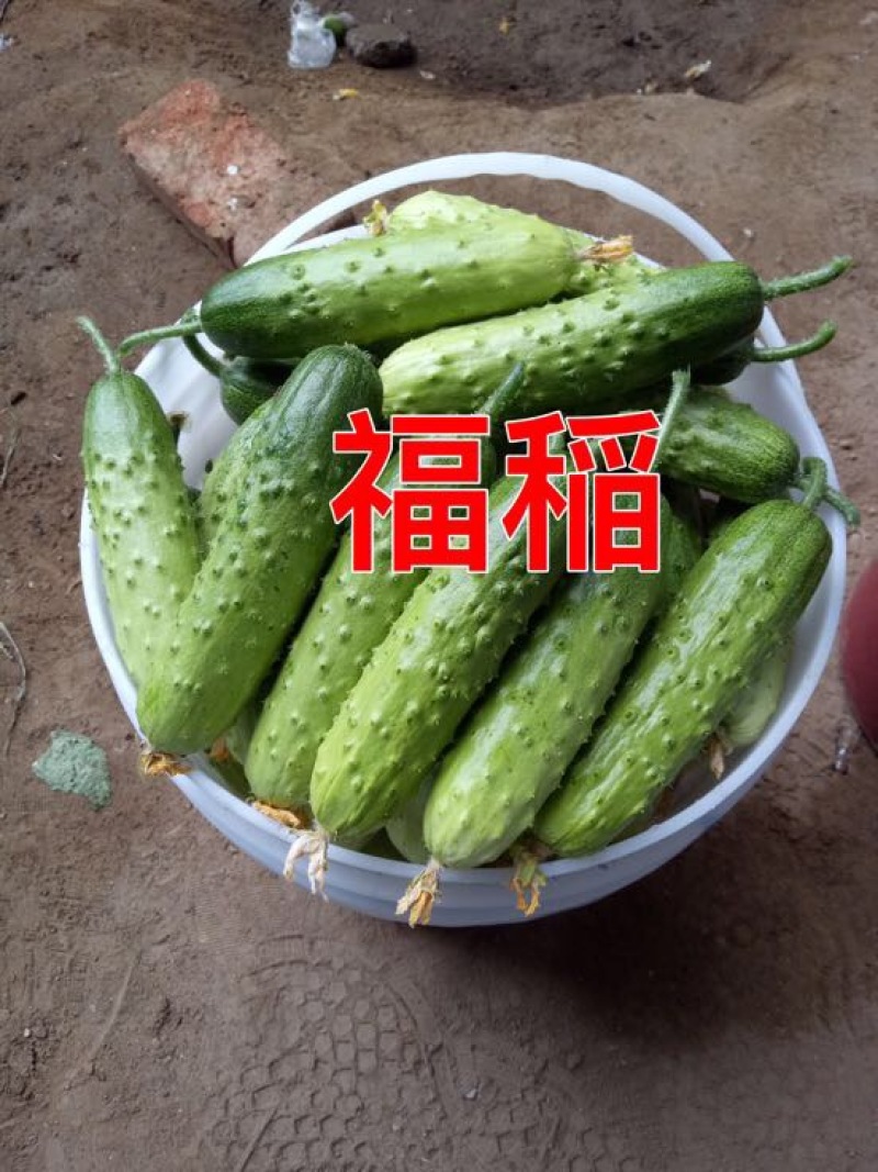 黄瓜种子