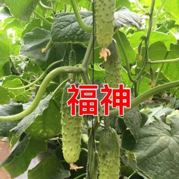 黄瓜种子