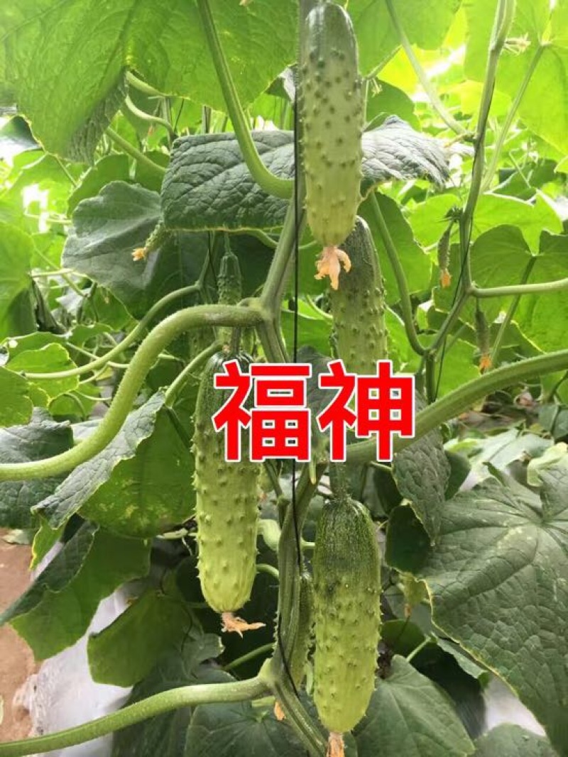 黄瓜种子