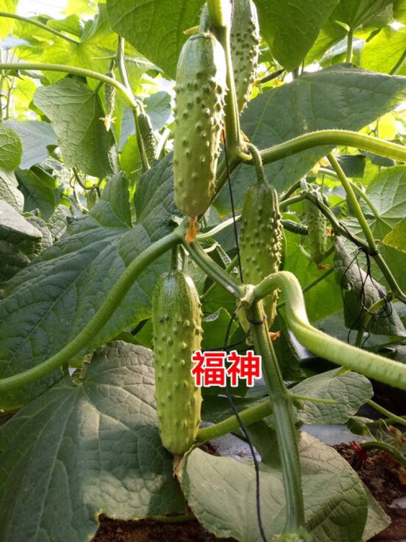 黄瓜种子