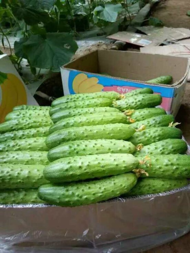 黄瓜种子