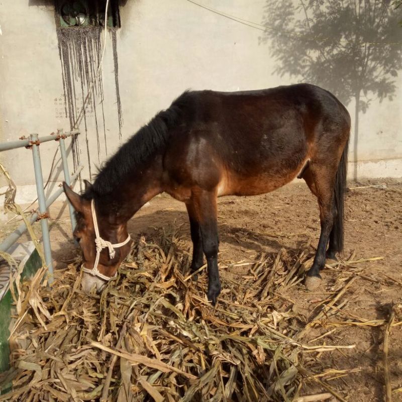 骡子200~300kg