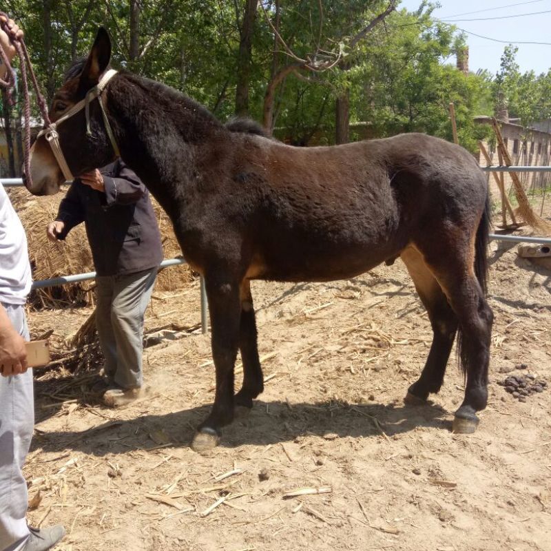 骡子200~300kg