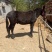 骡子200~300kg