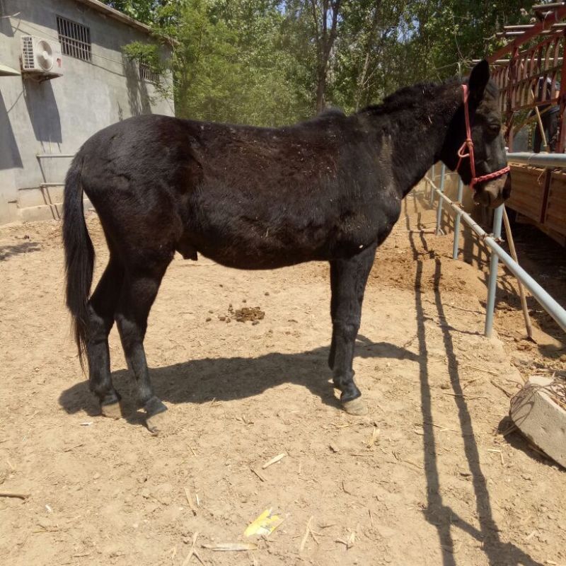 骡子200~300kg