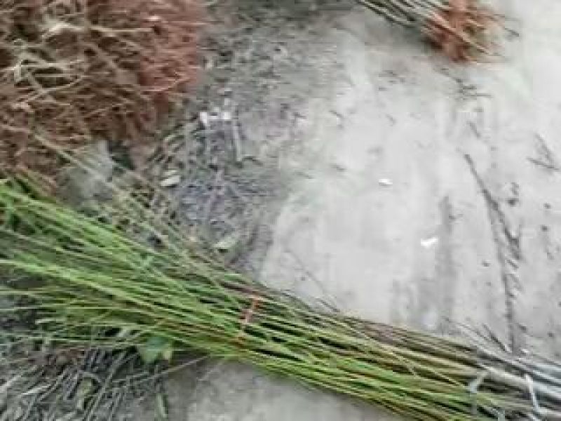 突围桃树苗新品种桃树苗基地直发保成活现挖现发