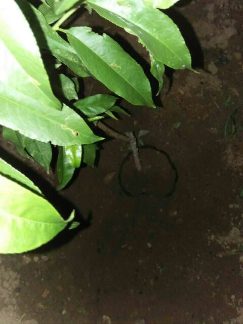 突围桃树苗新品种桃树苗基地直发保成活现挖现发