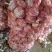 大蒜5.5~6cm干蒜