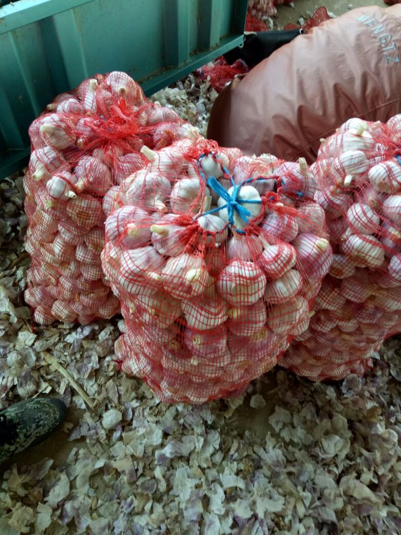 大蒜5.5~6cm干蒜