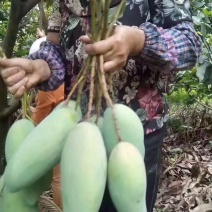 金黄大青芒5【攀枝花产地】绝非广西海南可比