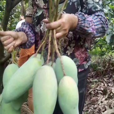 金黄大青芒5【攀枝花产地】绝非广西海南可比