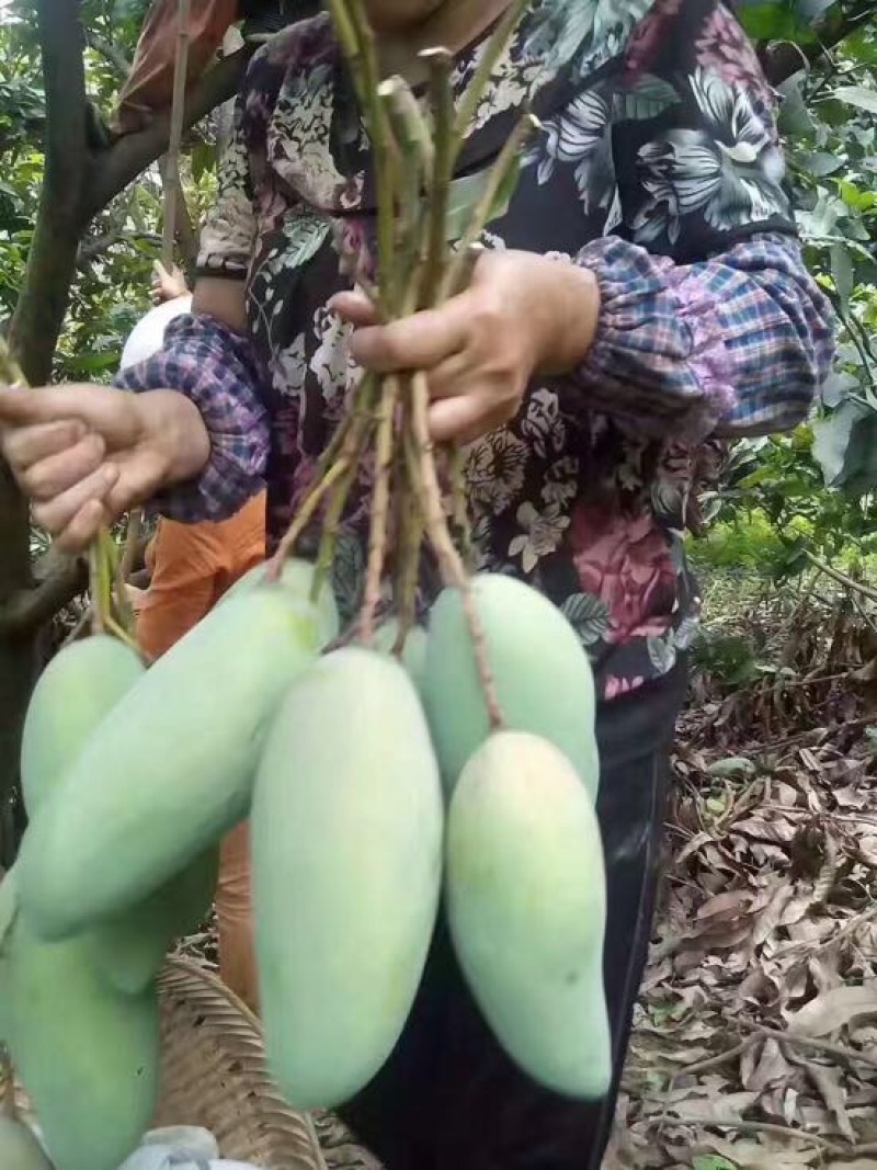 金黄大青芒5【攀枝花产地】绝非广西海南可比