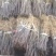 大红袍花椒苗1~2年品种纯正口味好技术扶持