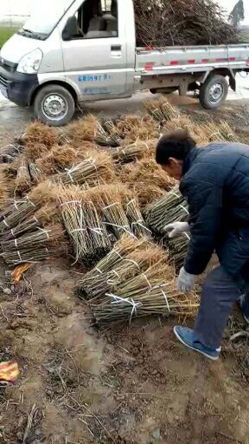 大红袍花椒苗1~2年品种纯正口味好技术扶持