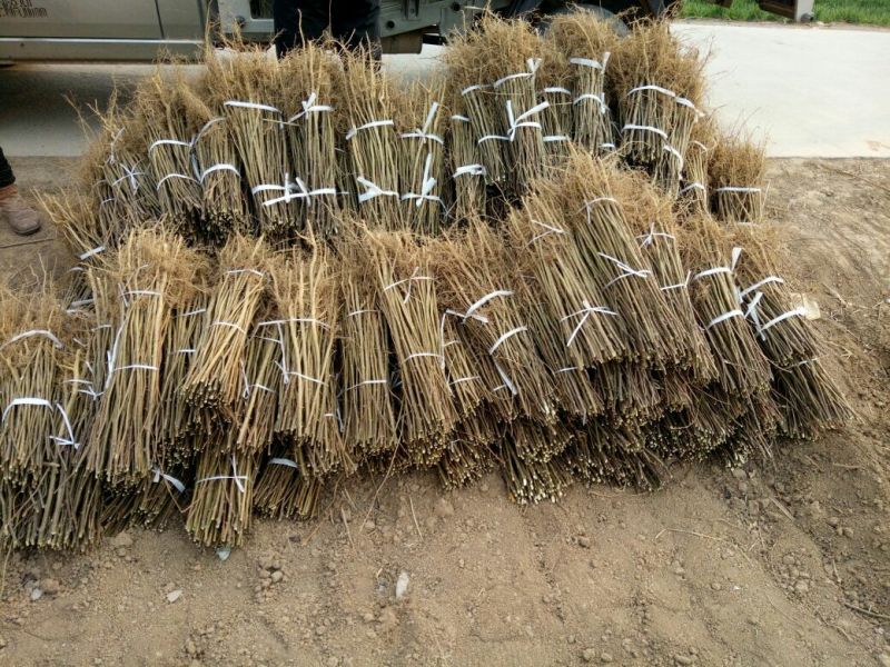 大红袍花椒苗1~2年品种纯正口味好技术扶持