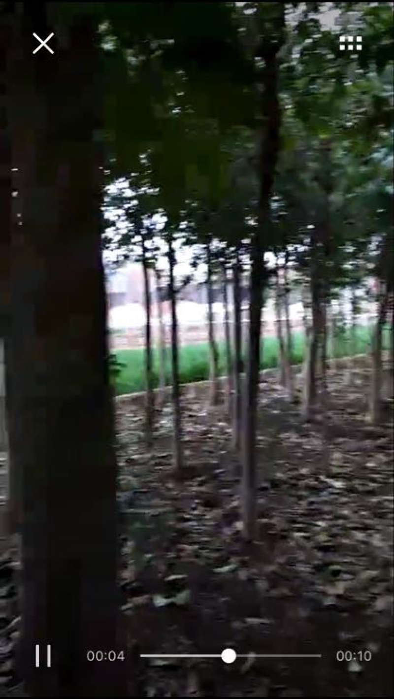 大叶女贞
