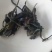 普洱茶二级