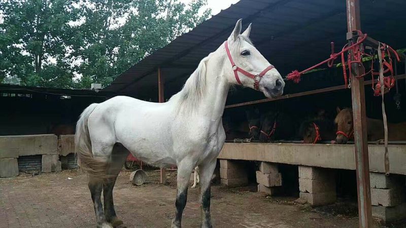 阿拉伯马300~400kg