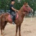 阿拉伯马300~400kg