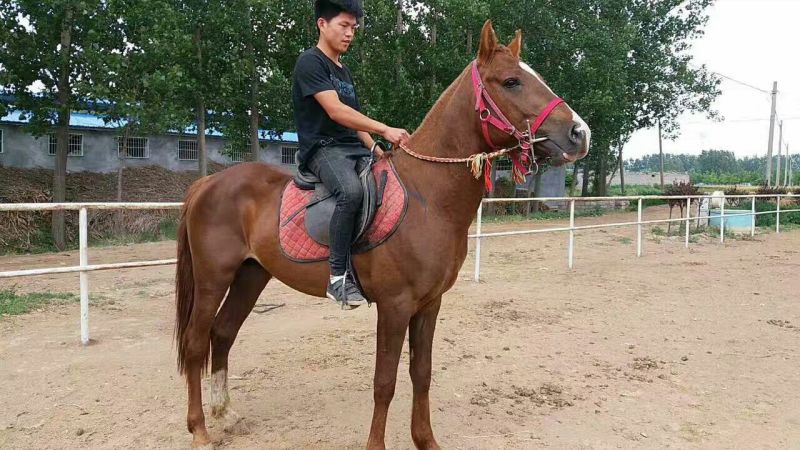阿拉伯马300~400kg