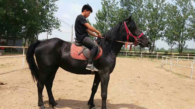 阿拉伯马300~400kg
