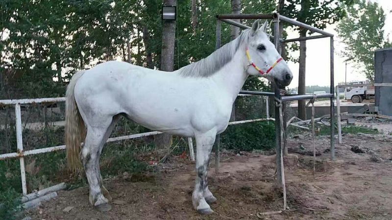 阿拉伯马300~400kg