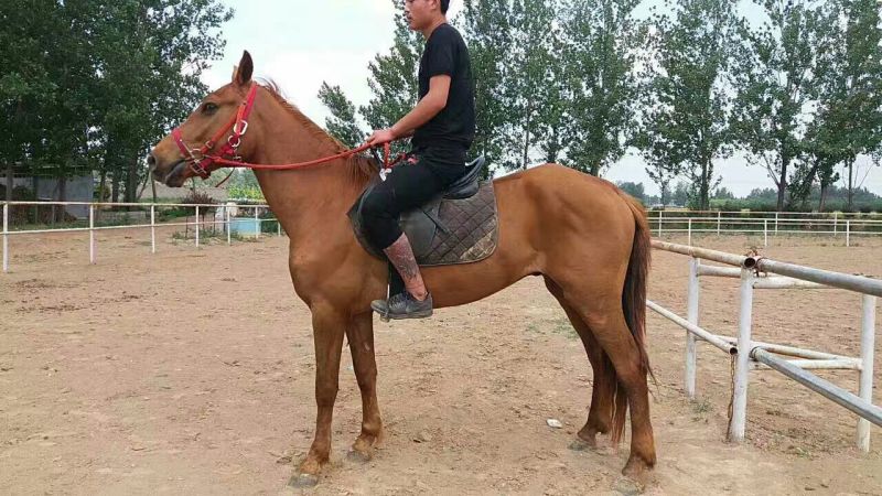 阿拉伯马300~400kg