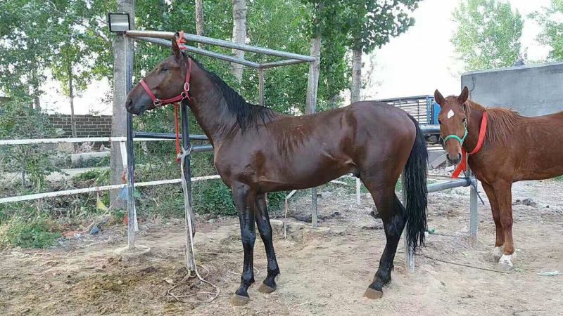 阿拉伯马300~400kg