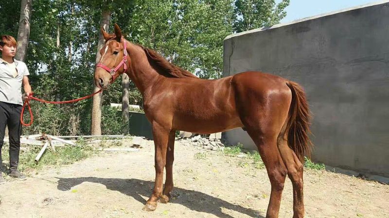阿拉伯马300~400kg