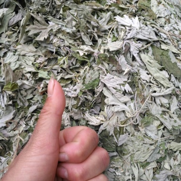 【热卖】大艾叶，常年有货，欢迎全国各地的老板来订购诚信