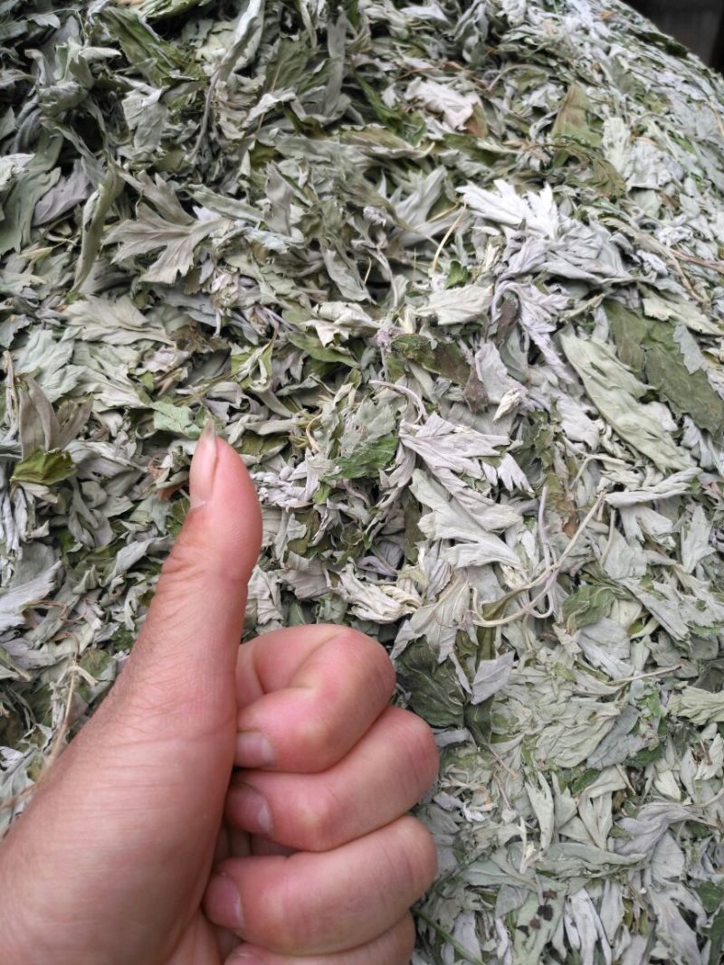 【热卖】大艾叶，常年有货，欢迎全国各地的老板来订购诚信