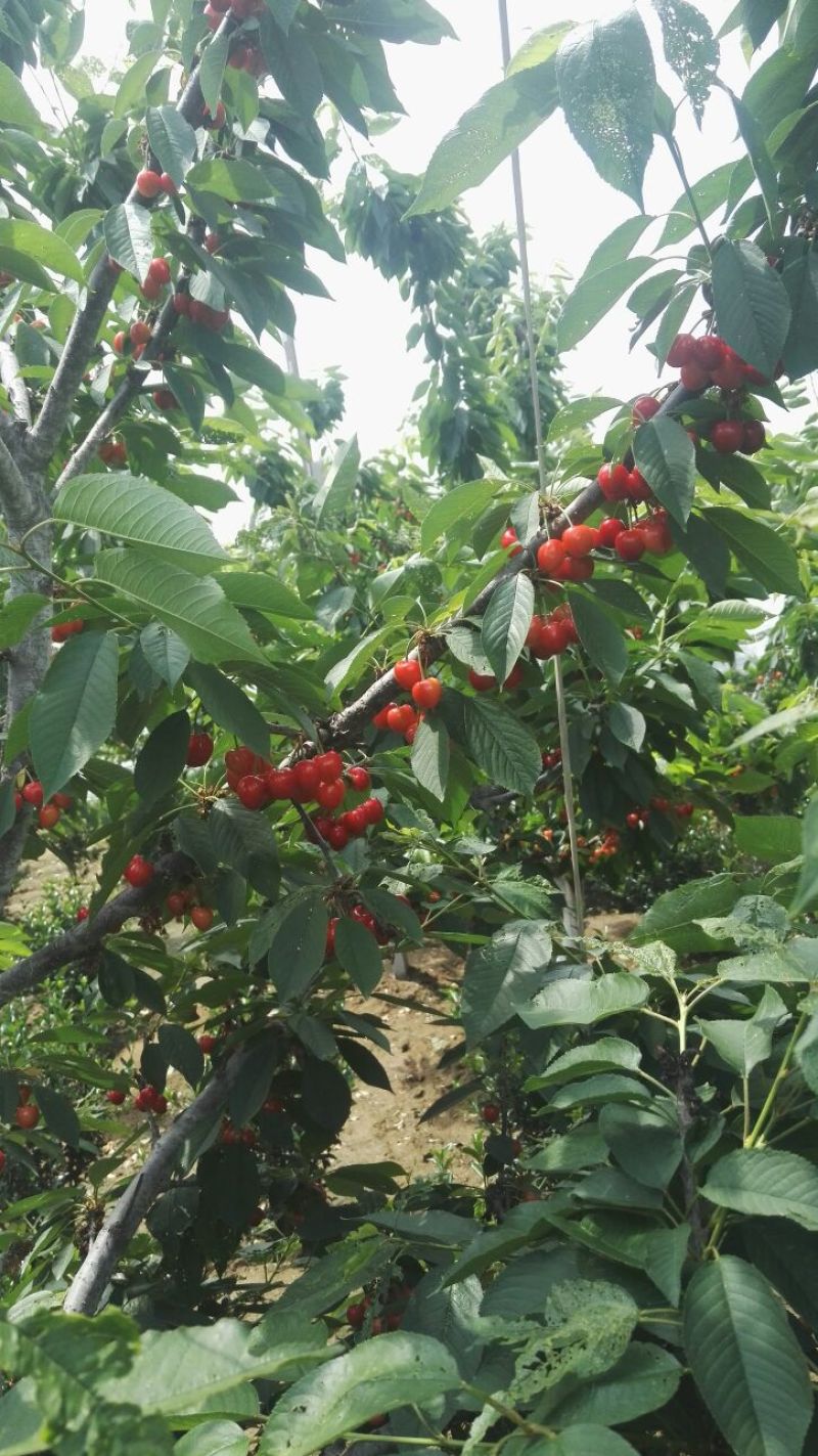 樱桃树苗吉塞拉矮化车厘子樱桃树苗俄罗斯八号樱桃树苗