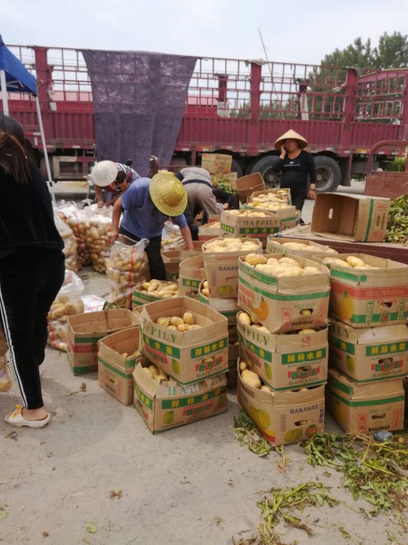 V7荷兰十五土豆，商超品质**，可视频验货