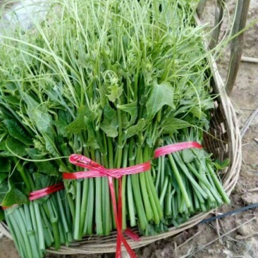 龙须菜嫩