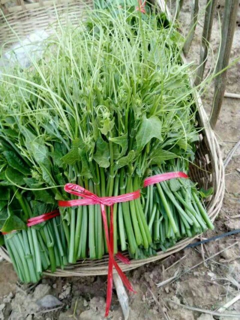龙须菜嫩