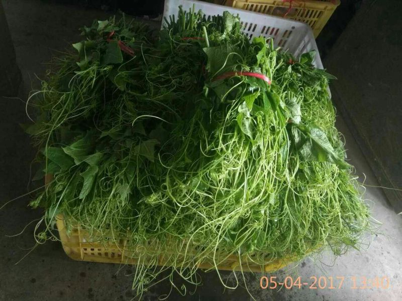 龙须菜嫩