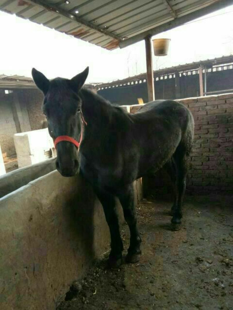 骑乘马蒙古马阿拉伯马半血宝马拉车马旅游马干活驮物马