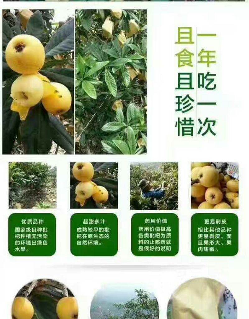 白沙枇杷0.8两以上