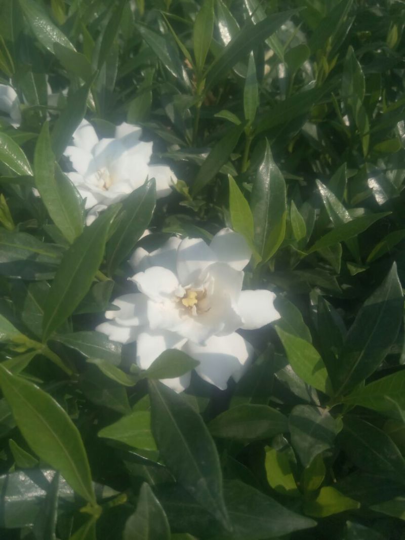 大叶栀子小苗20~30cm，精品栀子花苗，小叶栀子花