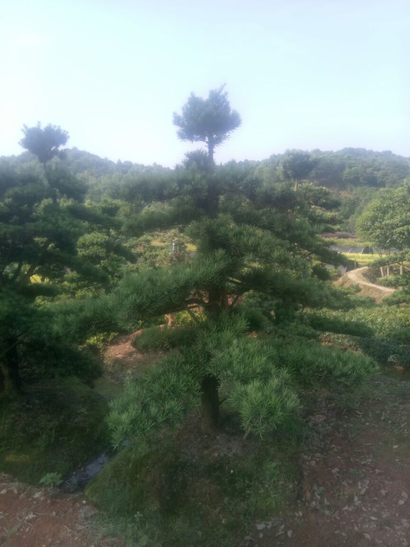 精品造型罗汉松，罗汉松苗！黑松！罗汉松基地直销！
