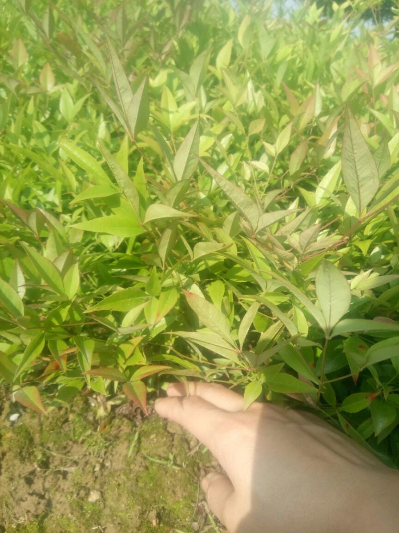绿化苗木南天竹，南天竹小苗10~30cm