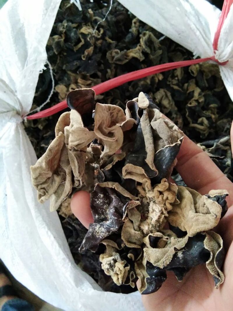 干木耳二级