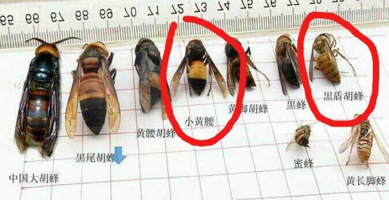 胡蜂平箱装