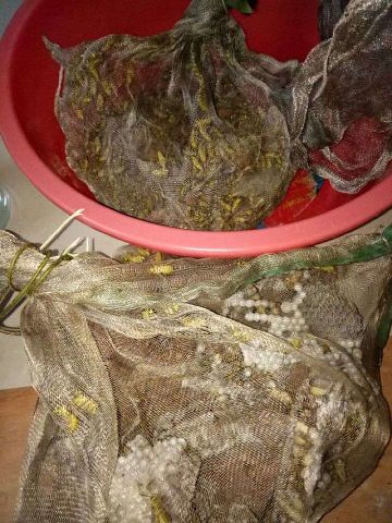 胡蜂平箱装