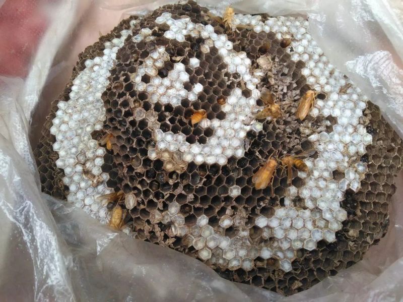 胡蜂平箱装