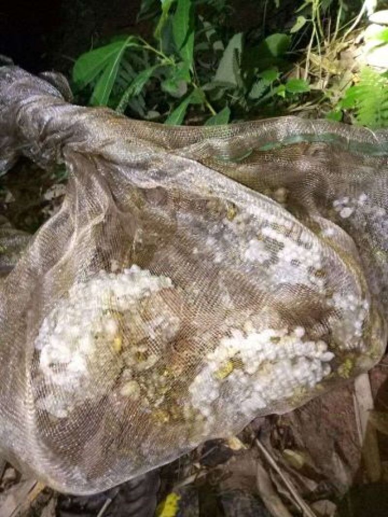 胡蜂平箱装